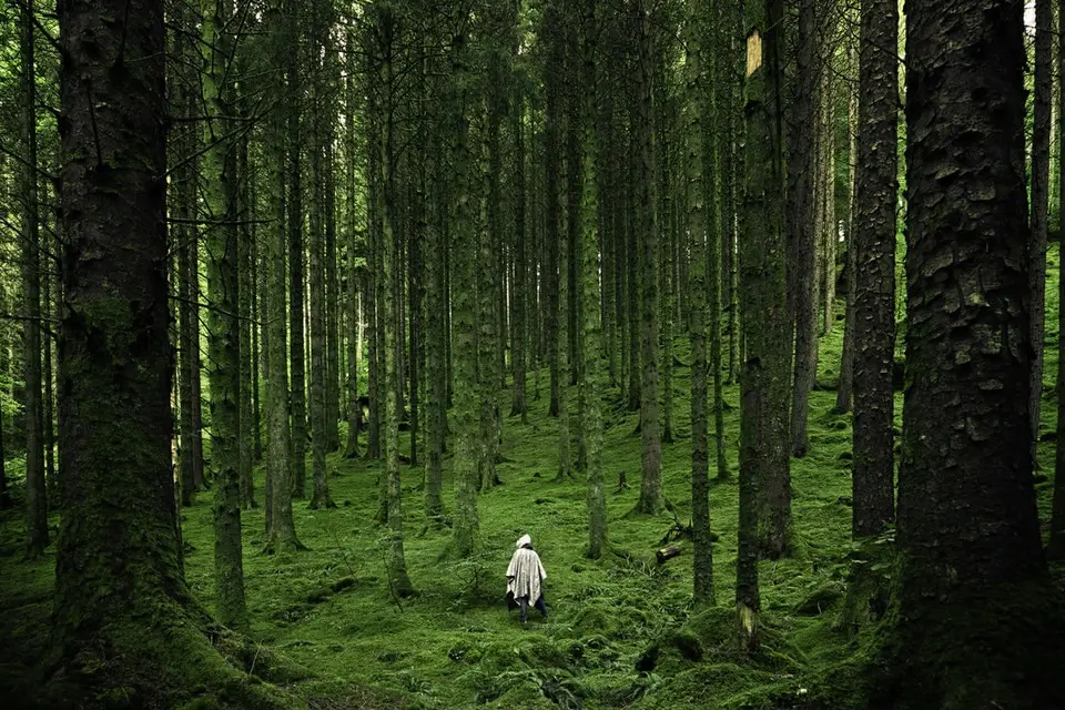 Filmowanie w lesie